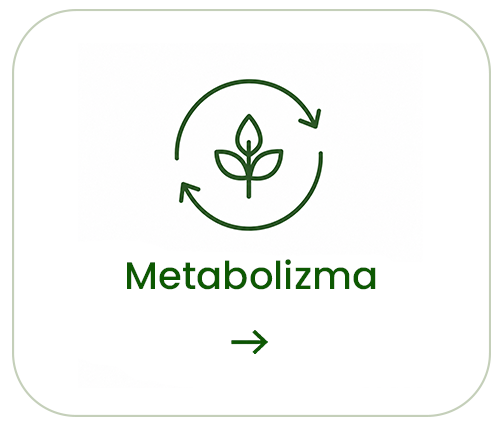 Metabolizma